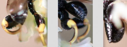 Brachymeria tibialis